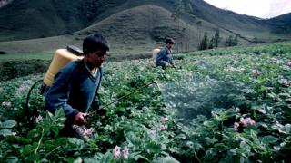 Crop spraying in Peru