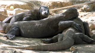 komodo
