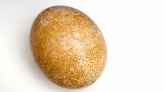 Ostrich egg