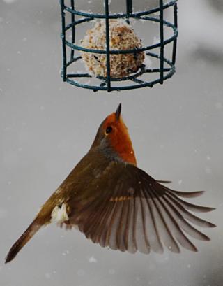 Robin at Bavelaw bird hide