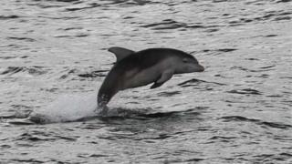 Dolphin