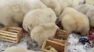 Polar bear