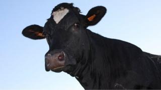 Bò