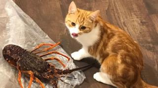 Гребет кот, облизывает его губы, так как приготовленный омар лежит рядом с ним на фольге
