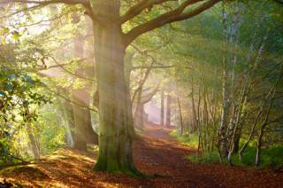 A forest dappled by light.