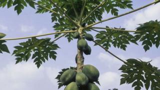 পেঁপে, গাছ,