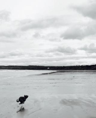 A dog running over sand
