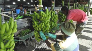 Martinique banana plantation workers, file pic 1 Jan 2006