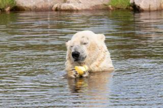 polar bear