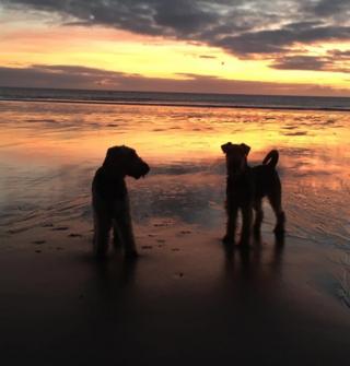 Drea and Lola on Carnoustie beach at sunrise