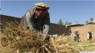 افغانستان کې له ښاري پراخوالي سره کرنيزې مځکې په کمېدو دي.