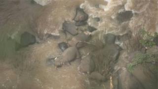 Thailand elephants