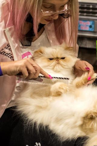 A cat named 'Sovon Starman's Starboy' is groomed before being judged