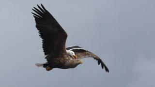 eagle
