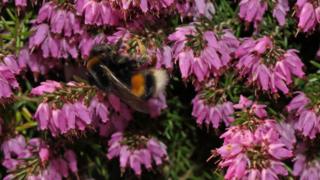 Bumblebee foraging on heather _109153520_gettyimages-883320610.jpg
