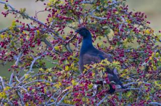 Bird eating berries
