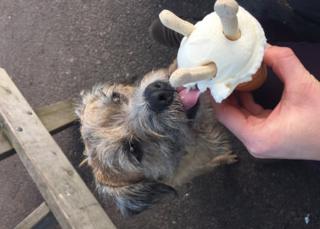 dog eating ice cream