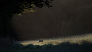 a deer standing in a field with light surrounding