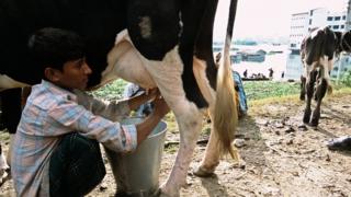 গরুর দুধ দোওয়াচ্ছেন এক কৃষক।