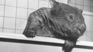 Wombat in a bath