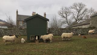 Lamb in a henhouse