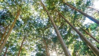El árbol hinoki