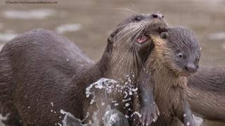 smooth coated otter being carried in mum's mouth