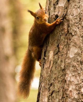 Squirrel on a tree