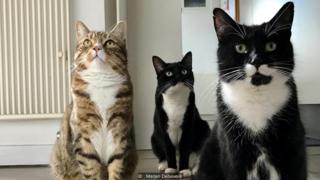 Kucing