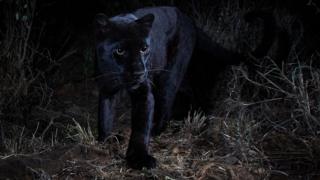 Siyah Leopar