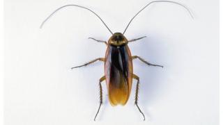 கரப்பான்பூச்சி