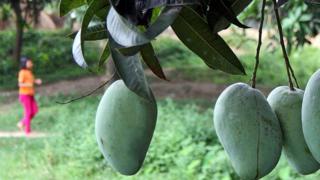 আম, চাপাই নবাবগঞ্জ, বাগান,