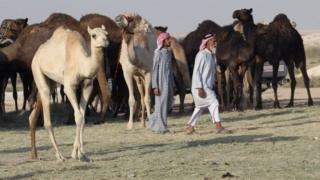 Geel badan oo ka tallaabaya xadka Sacuudi Carabiya oo Qadar sii galaya ayaa la arkayay maalmihii u dambeeyay