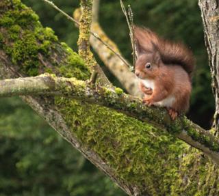 A red squirrel in a tree