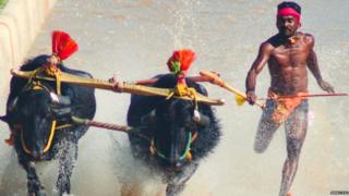 श्रीनिवास गौड़ा