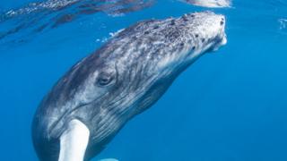 Bebé de ballena jorobada