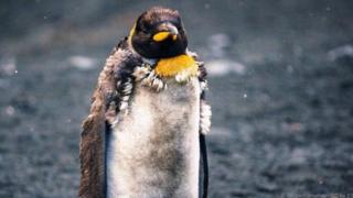 Tsuntsun penguin