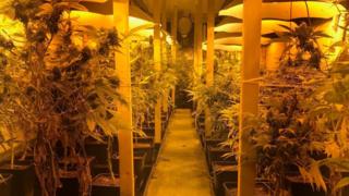 Cannabis plants in lorry container