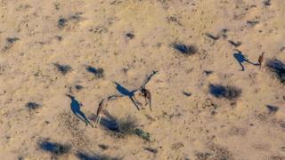 An undated aerial photo of kangaroos at the Narriearra Station