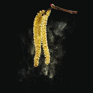 Copihue