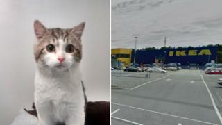 Vinnie the kitten and Ikea in Thurrock