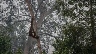 orangutan