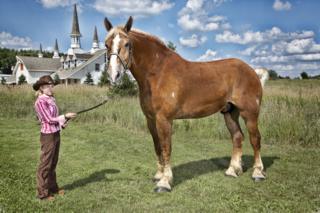 Big-jake-tallest-horse.