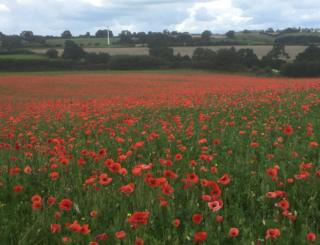 Poppy field