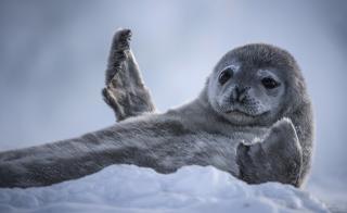 Weddell seal pup