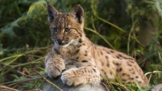 Lynx cub