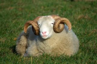 A smiling sheep