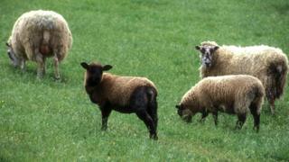 Sheep farming