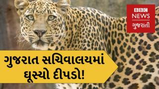 દીપડો