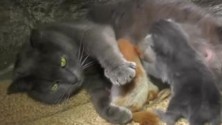 Gata cuida de esquilo-bebê